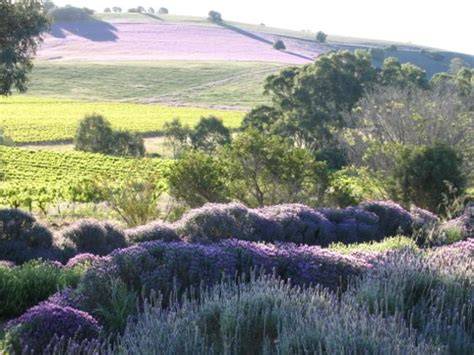 A Calm, Considered Gift: The Rare & Ready Lavender Collection