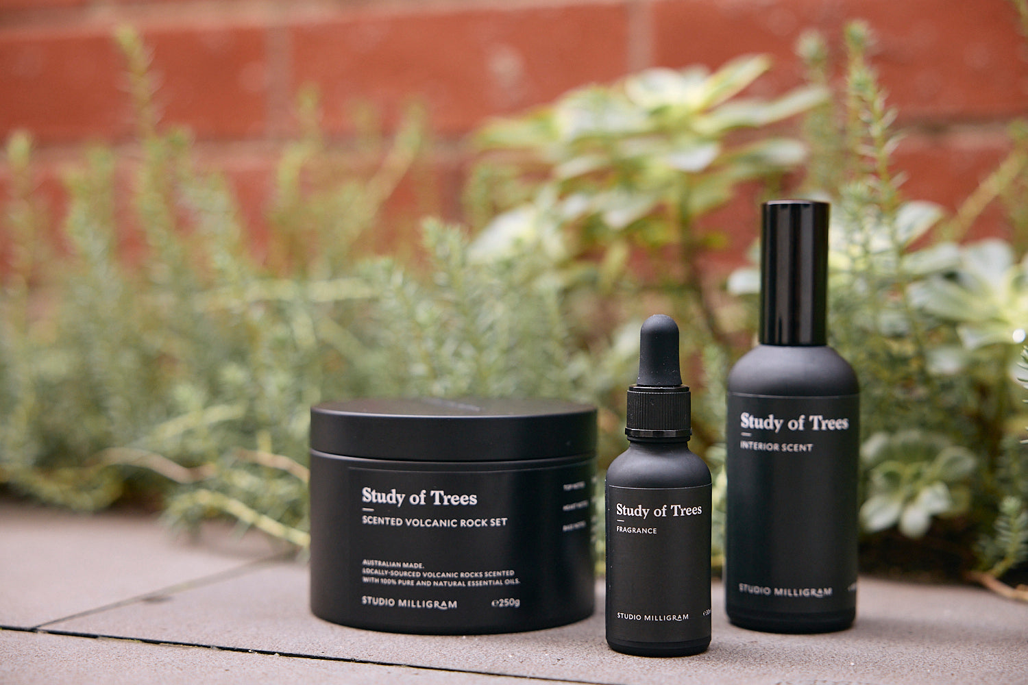 Study of Trees Home Essentials Rare and Ready Gifts