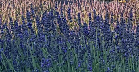 Barossa Valley, Lavender Home Scent Gift Hamper Rare and Ready Gifts